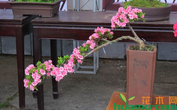 杜鹃花