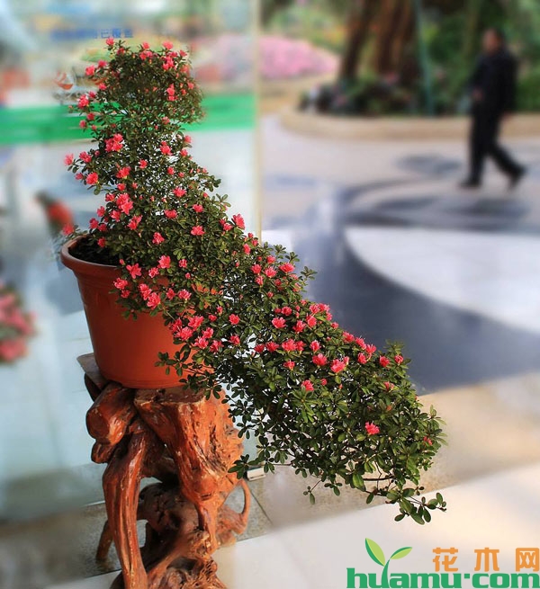 杜鹃花