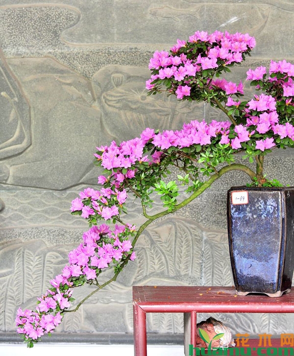 杜鹃花