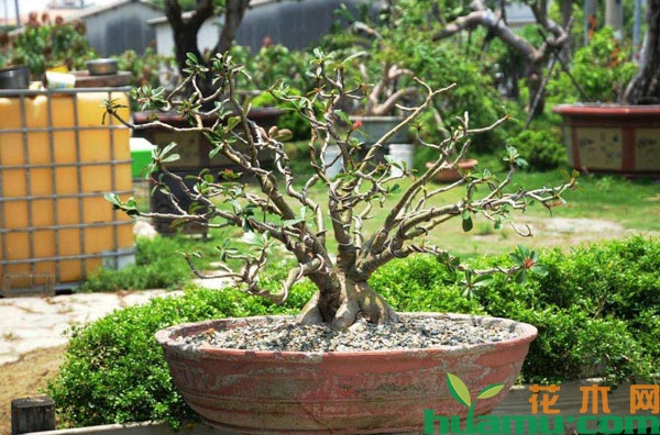 沙漠玫瑰