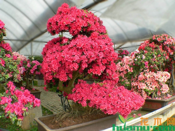 杜鹃花