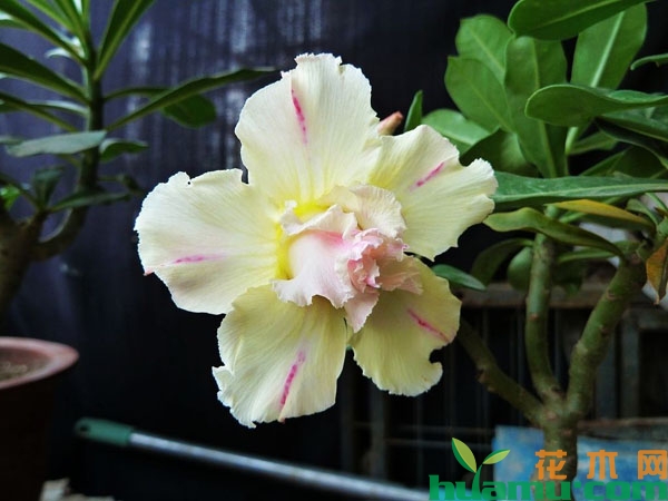 沙漠玫瑰