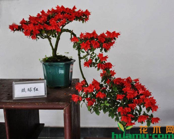 杜鹃花盆景
