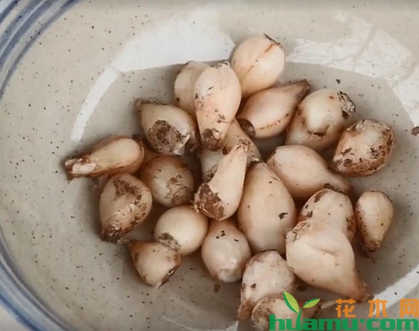 绵枣