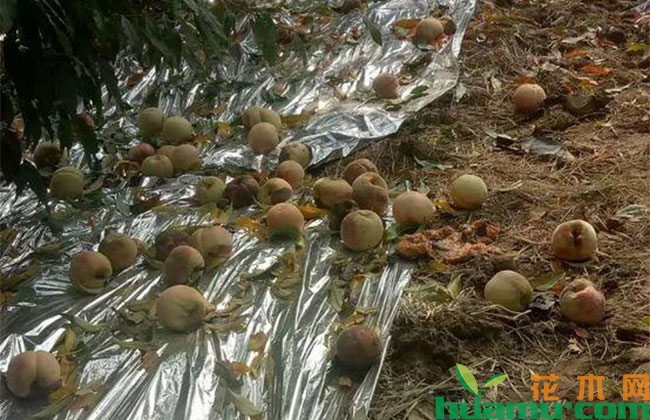 桃树腐烂变坏怎么办？褐腐病防治方法