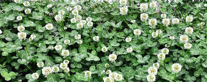 什么季节种草坪合适