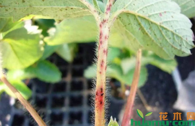 草莓育苗期除草剂药害怎么办? 草莓育苗期除草剂药害怎么办?
