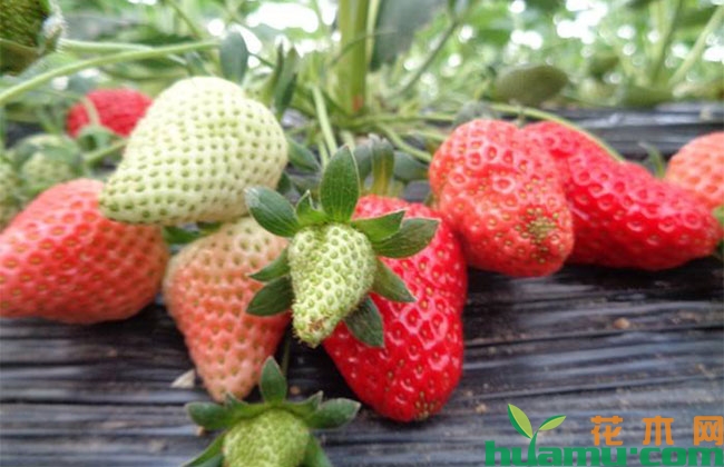 草莓育苗期除草剂药害怎么办? 草莓育苗期除草剂药害怎么办?