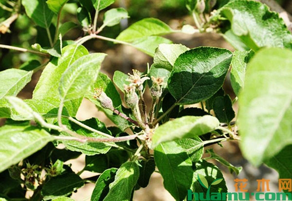 苹果树早期生理落果防治措施