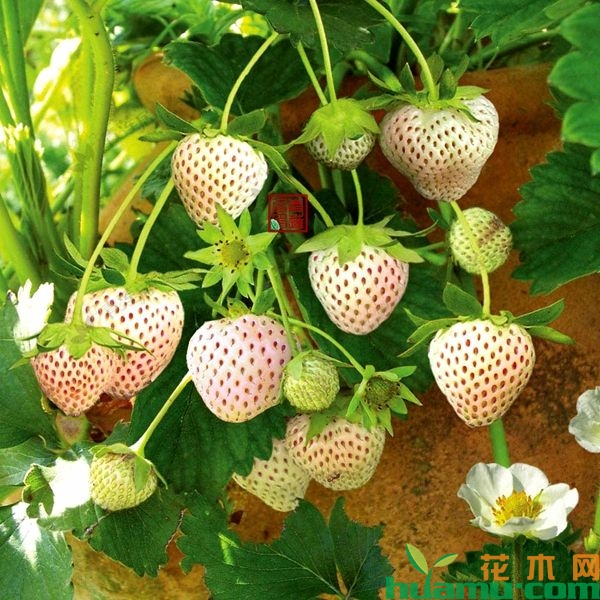 桃熏白草莓