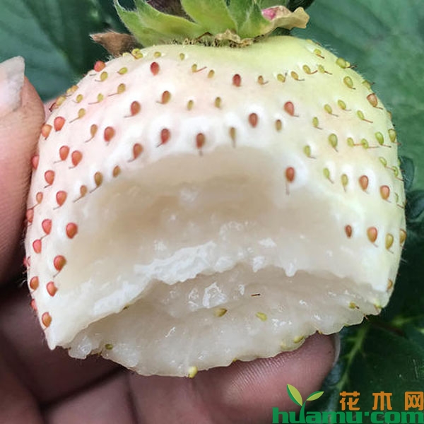 淡雪白草莓