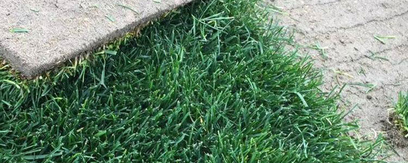 牧草种子什么时候播种