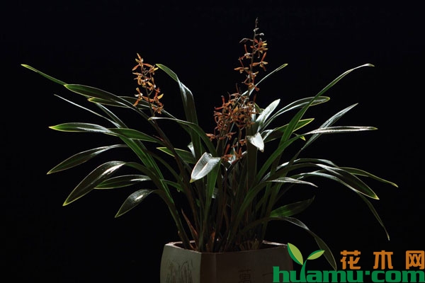 墨兰过了花期却不开花怎么办？