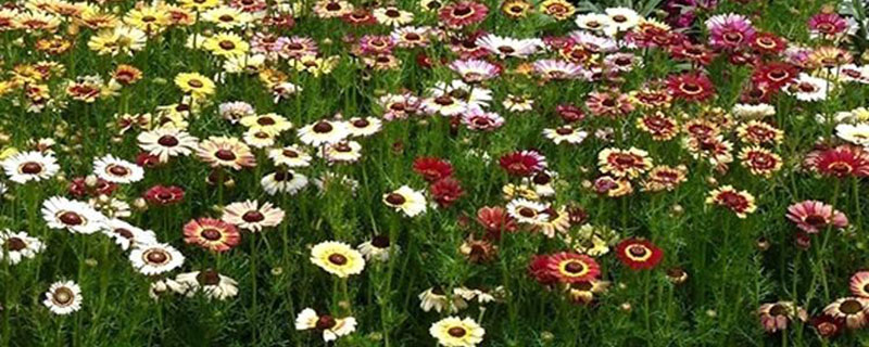花环菊种子的种植方法和时间 花环菊种子的种植方法和时间