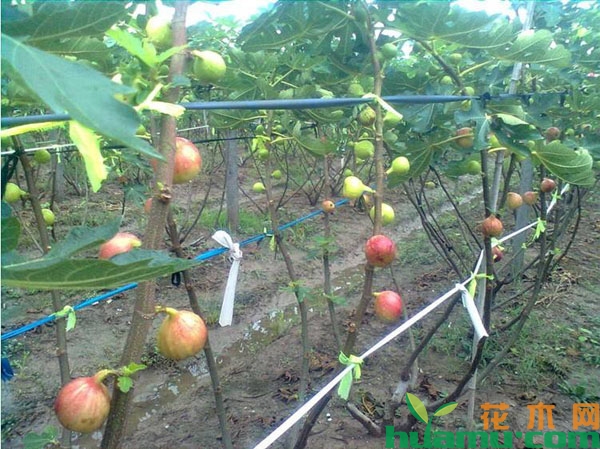 无花果树