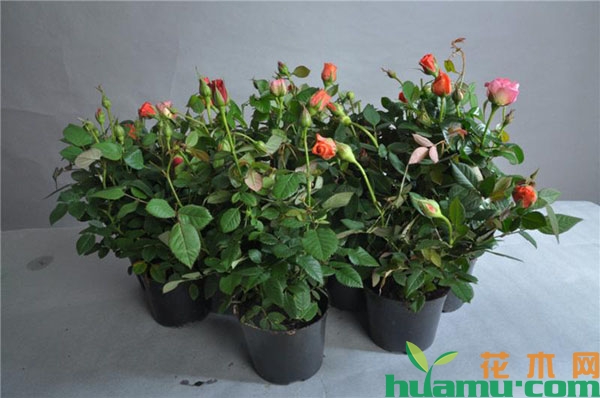 月季花