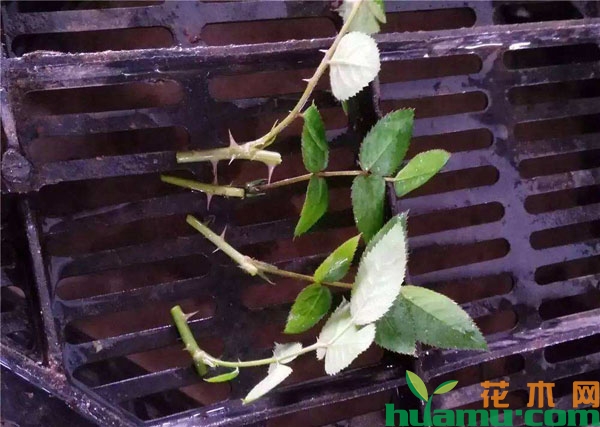 用纸巾扦插月季花的方法