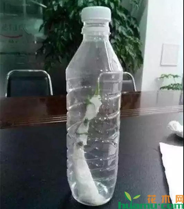 纸巾包裹扦插月季花