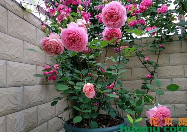 月季花