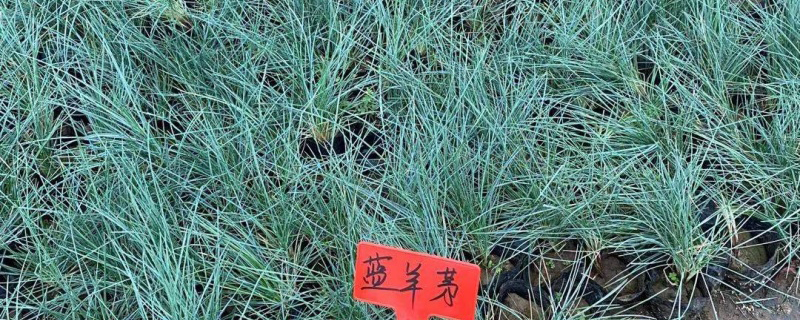 蓝羊茅