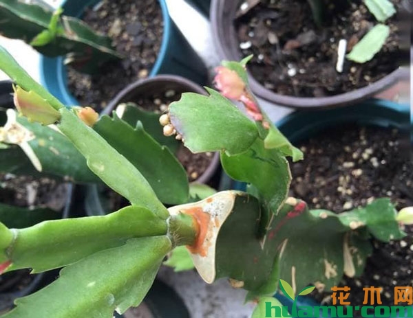 三棱箭嫁接蟹爪兰