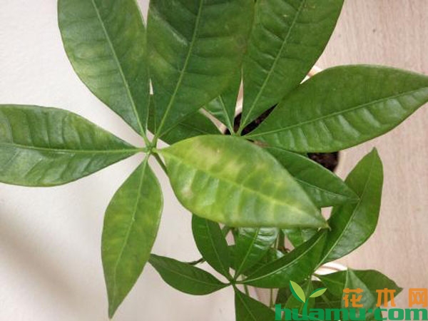 盆栽发财树黄叶怎么救？