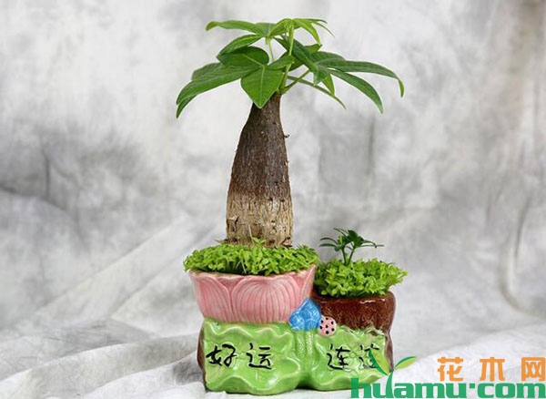 发财树