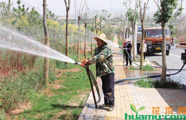 高温天气移植苗木怎么养护? 高温天气移植苗木怎么养护?