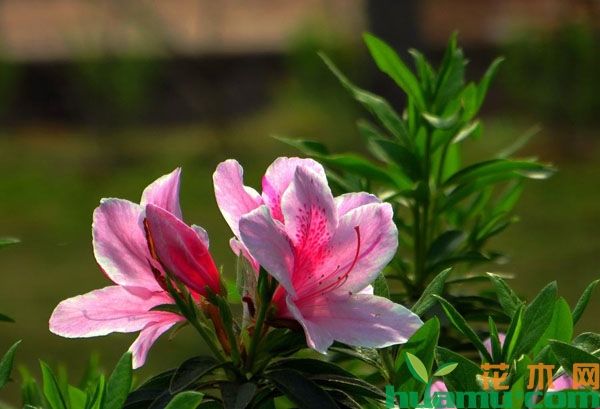 杜鹃花的养护方法