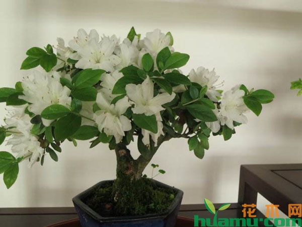 杜鹃花盆栽