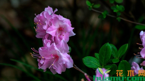 杜鹃花