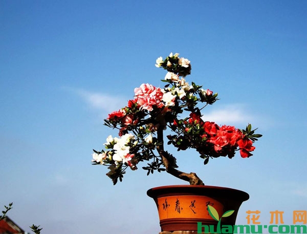 杜鹃花