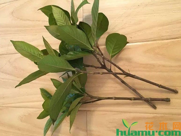 栀子花怎样扦插？栀子花扦插成活率高，一个月冒出花苞！