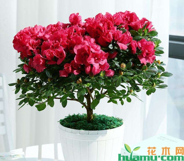杜鹃花