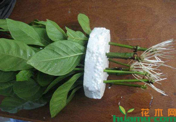 栀子花