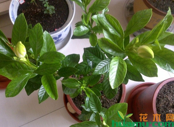 栀子花