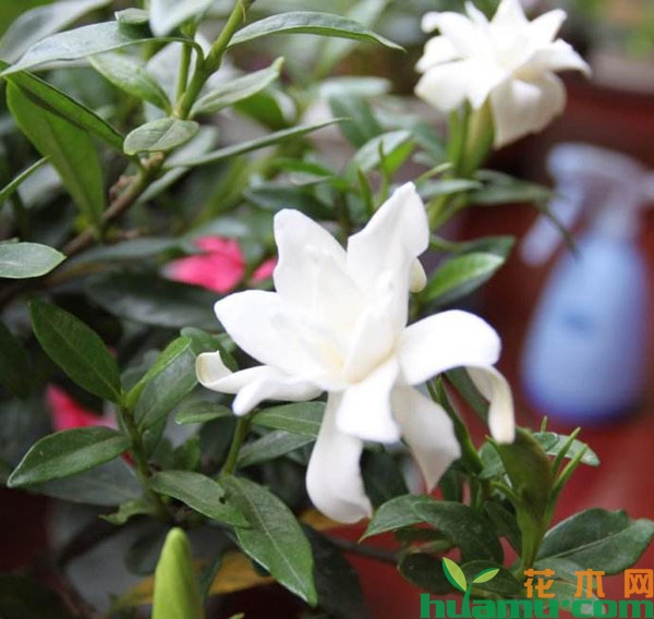 栀子花