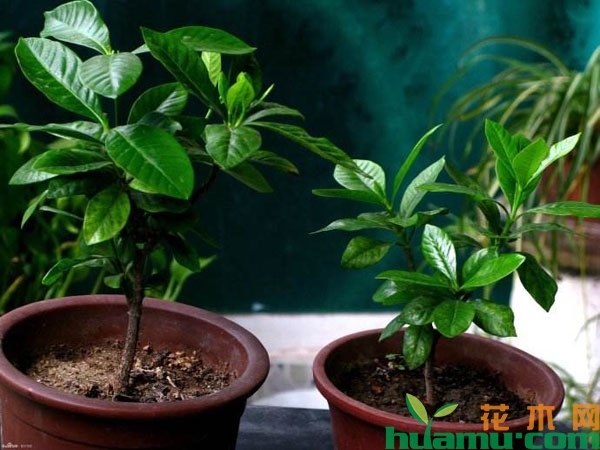 栀子花盆栽