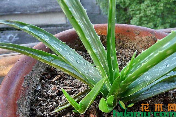 芦荟分株繁殖时间和方法 芦荟分株繁殖时间和方法