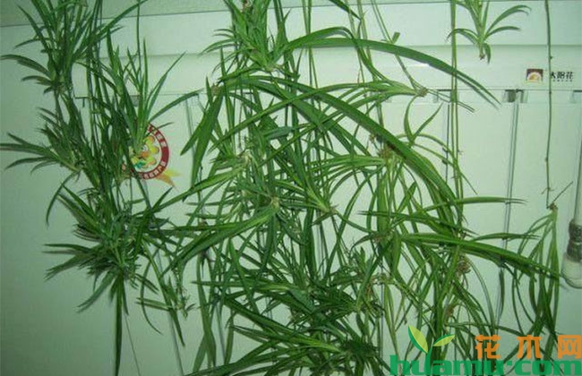 吊兰夏季徒长怎么办? 吊兰夏季徒长怎么办?