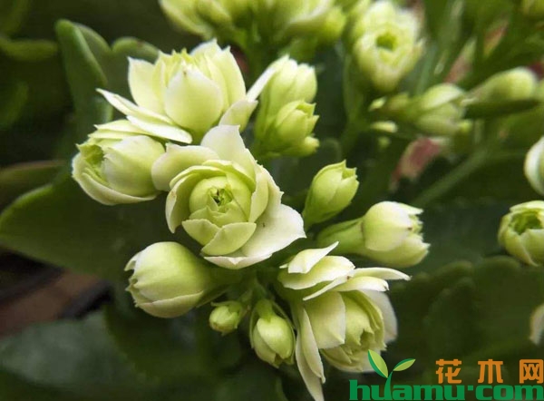 绿巴黎