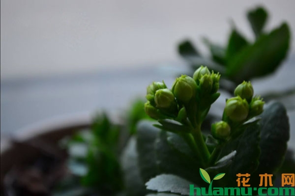绿巴黎花苞