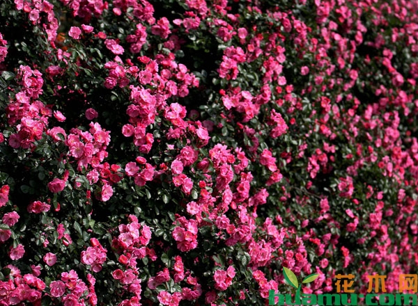 怎样打造月季花墙？