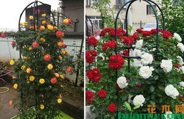 月季花柱