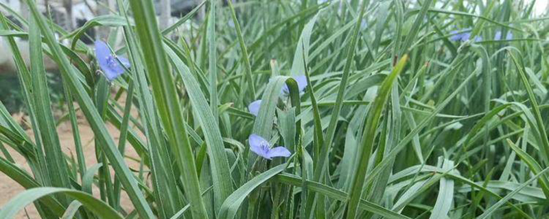 山东紫露草