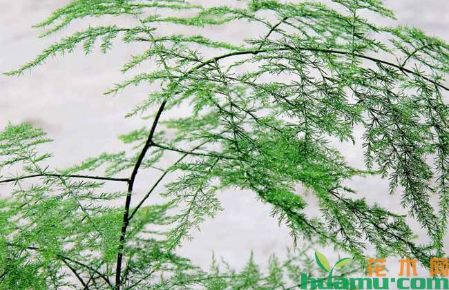 文竹夏季剪枝技巧,黄叶子该怎么办? 文竹夏季剪枝技巧,黄叶子该怎么办?