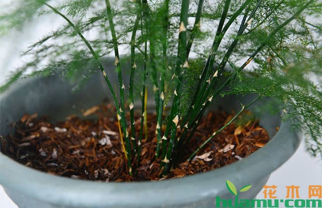 文竹夏季剪枝技巧,黄叶子该怎么办? 文竹夏季剪枝技巧,黄叶子该怎么办?