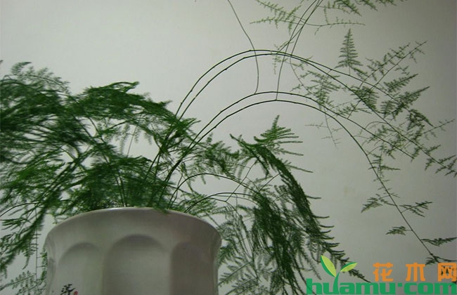 文竹夏季剪枝技巧,黄叶子该怎么办? 文竹夏季剪枝技巧,黄叶子该怎么办?