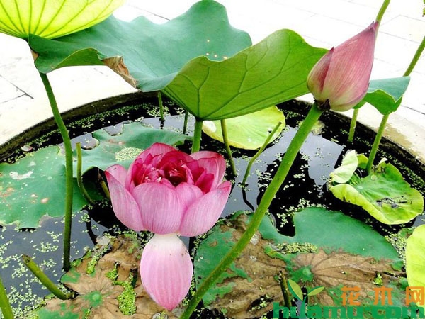 荷花