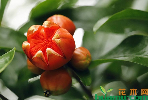 石榴树开花